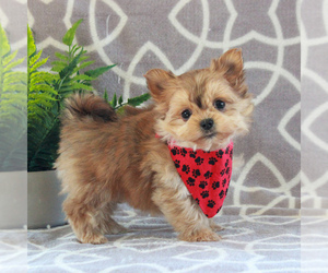 Maltipoo Puppy for sale in GORDONVILLE, PA, USA