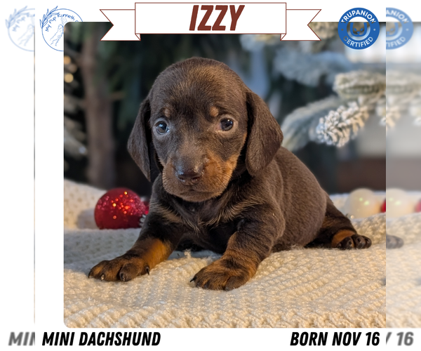 Medium Photo #1 Dachshund Puppy For Sale in GOSHEN, IN, USA