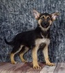 Small Photo #2 German Shepherd Dog Puppy For Sale in WARSAW, IN, USA