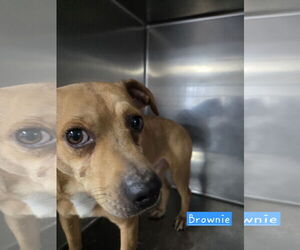 Feist Terrier-Rat Terrier Mix Dogs for adoption in Albemarle, NC, USA