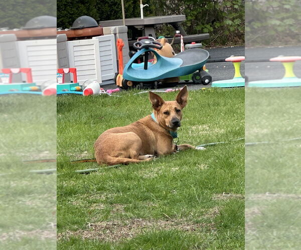 Medium Photo #9 Basenji-Labrador Retriever Mix Puppy For Sale in Brewster, NY, USA