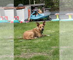 Small #8 Basenji-Labrador Retriever Mix