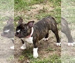 Small Photo #2 American Bully Puppy For Sale in HANAHAN, SC, USA