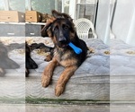 Small #2 German Shepherd Dog