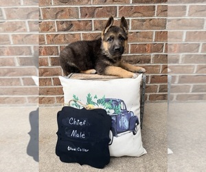 German Shepherd Dog Puppy for Sale in MAYSVILLE, Missouri USA