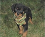 Small Photo #1 Rottweiler Puppy For Sale in APPLE CREEK, OH, USA