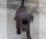 Small #2 Labrador Retriever