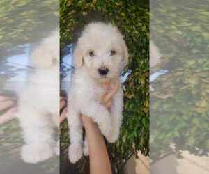 Poodle (Standard) Puppy for sale in SPICEWOOD, TX, USA