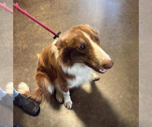 Medium Photo #2 Australian Shepherd-Unknown Mix Puppy For Sale in Rockwall, TX, USA