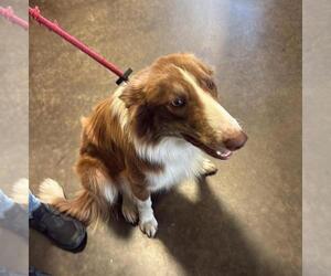Roger - Male Australian Shepherd-Unknown Mix Dog for Adoption - Photo #2