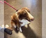 Small Photo #2 Australian Shepherd-Unknown Mix Puppy For Sale in Rockwall, TX, USA