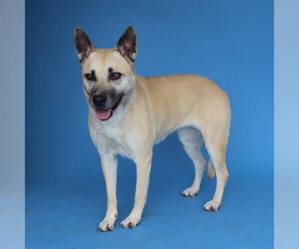 Medium Photo #2 Mutt Puppy For Sale in Pasadena, CA, USA