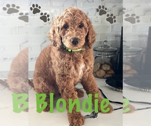 Goldendoodle Puppy for Sale in OAKLAND, California USA