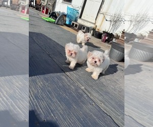 Shih Tzu Puppy for sale in NEW CANEY, TX, USA