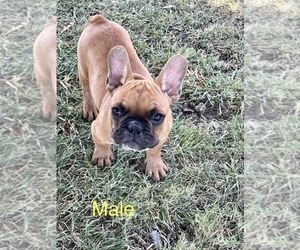 French Bulldog Puppy for sale in KENEFIC, OK, USA