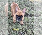 Small Photo #1 French Bulldog Puppy For Sale in KENEFIC, OK, USA