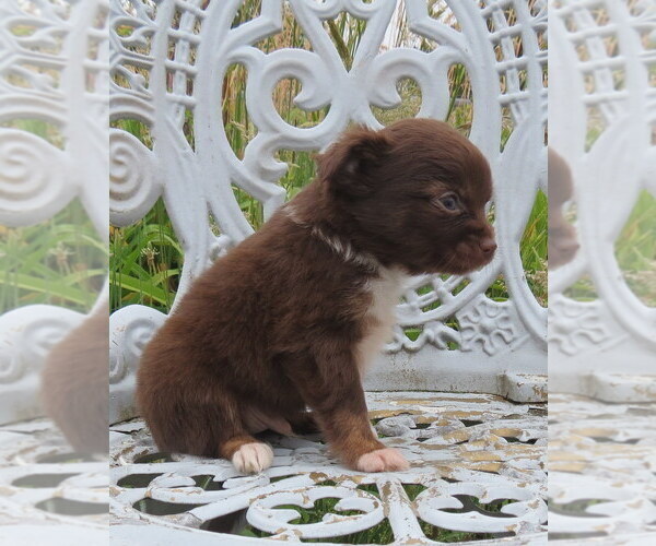 Medium Photo #13 Chihuahua Puppy For Sale in HAYES, VA, USA