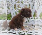 Small #12 Chihuahua