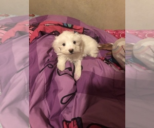Coton de Tulear Puppy for sale in HAMMOND, IN, USA