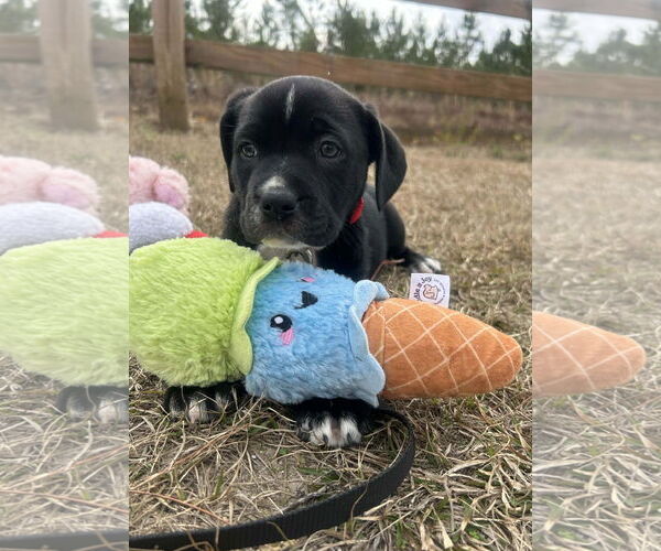 Medium Photo #4 Mutt Puppy For Sale in Tarrytown, GA, USA