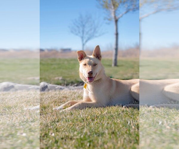 Medium Photo #1 Collie-Unknown Mix Puppy For Sale in Sandy, UT, USA