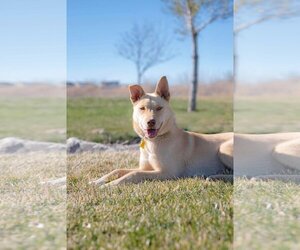 Collie-Unknown Mix Dogs for adoption in Sandy, UT, USA