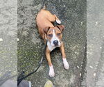 Small #39 Bullboxer Pit