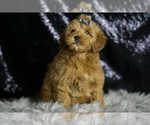 Small #1 Goldendoodle (Miniature)