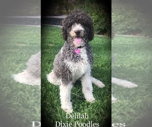 Mother of the Bernedoodle-Poodle (Standard) Mix puppies born on 10/09/2019