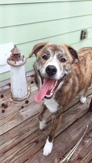 Mutt Dogs for adoption in JACKSONVILLE, FL, USA