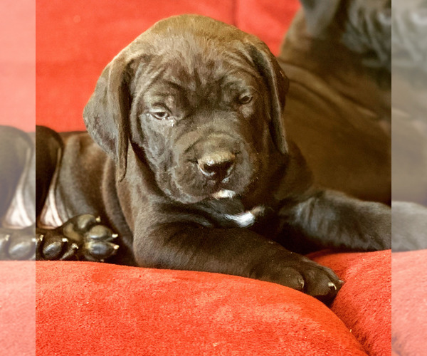 Medium Photo #79 Boerboel Puppy For Sale in LAS CRUCES, NM, USA