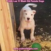 Small Photo #123 Dogo Argentino Puppy For Sale in PINEVILLE, MO, USA