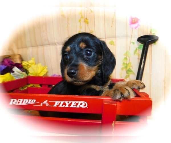 Medium Photo #2 Dachshund Puppy For Sale in HAMMOND, IN, USA