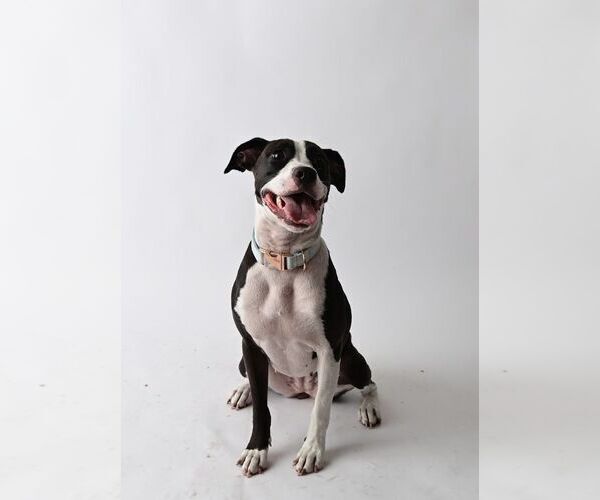 Medium Photo #5 American Staffordshire Terrier Puppy For Sale in miami, FL, USA