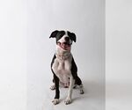 Small #4 American Staffordshire Terrier