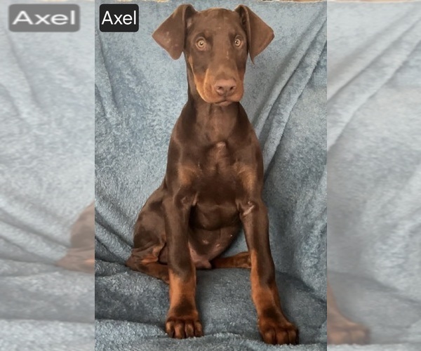 Medium Photo #3 Doberman Pinscher Puppy For Sale in POMEROY, OH, USA