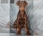 Small #2 Doberman Pinscher