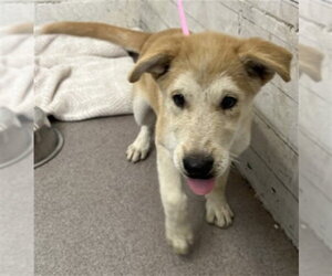Gerberian Shepsky Dogs for adoption in San Bernardino, CA, USA