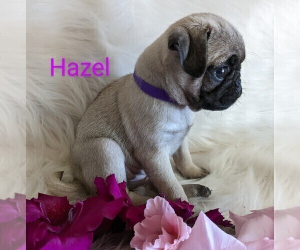 Medium Photo #5 Pug Puppy For Sale in LEBANON, PA, USA