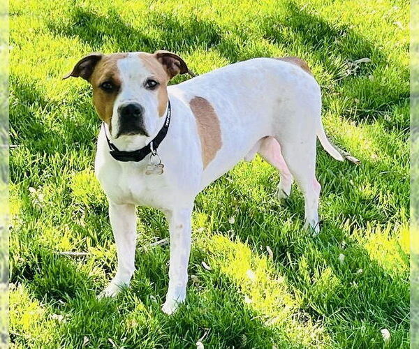 Medium Photo #12 American Pit Bull Terrier-Unknown Mix Puppy For Sale in Germantown, OH, USA