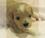 Small Photo #6 Zuchon Puppy For Sale in LEBANON, OR, USA
