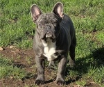 Small French Bulldog