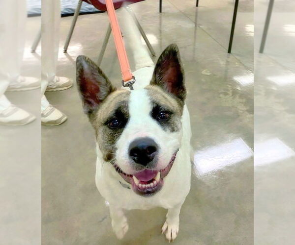 Medium Photo #5 Akita-Unknown Mix Puppy For Sale in Alexander, AR, USA