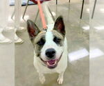Small #4 Akita Mix