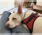Small #3 Labrador Retriever Mix
