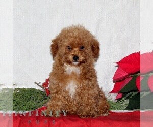YorkiePoo Puppy for sale in RISING SUN, MD, USA