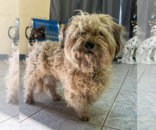 Medium Photo #2 Cairnoodle Puppy For Sale in Albuquerque, NM, USA