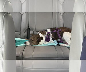 Pixie - Female Jack Russell Terrier-Unknown Mix Dog for Adoption - Photo #7