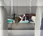 Small Photo #7 Jack Russell Terrier-Unknown Mix Puppy For Sale in Mount Laurel, NJ, USA