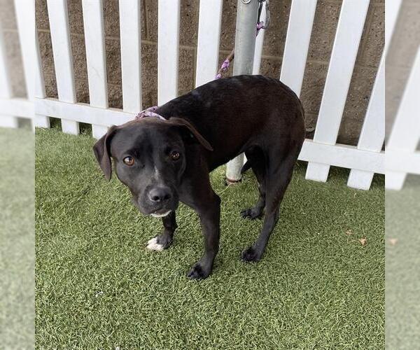 Medium Photo #1 Staffordshire Bull Terrier-Unknown Mix Puppy For Sale in Modesto, CA, USA